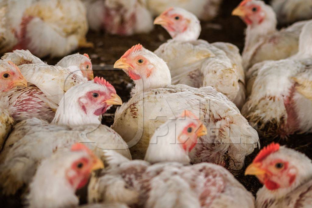 White broiler chickens raised for meat on a large poultry broiler farm in Maharashtra in India