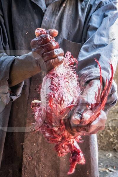 Man removing skin and feathers from a dead chicken at a chicken shop