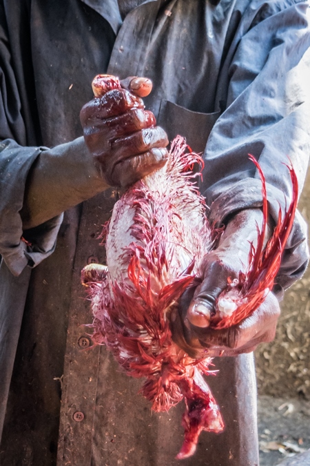 Man removing skin and feathers from a dead chicken at a chicken shop