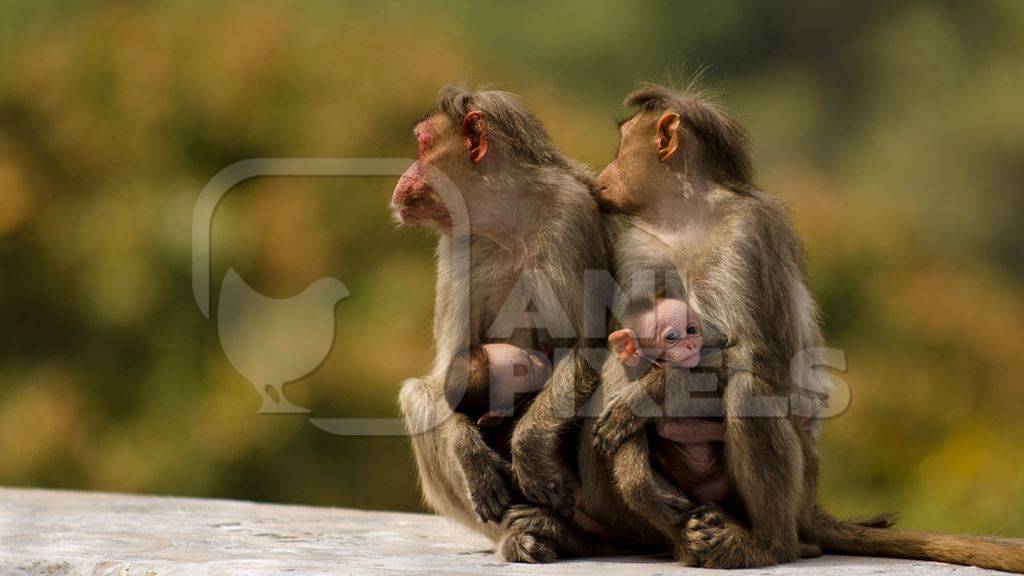 Macaque monkey family