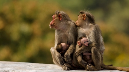 Macaque monkey family