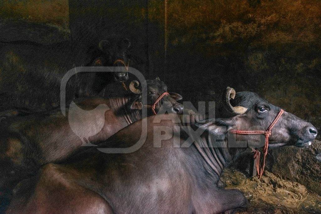 Farmed buffaloes chained up in a dark underground basement in a dirty urban dairy