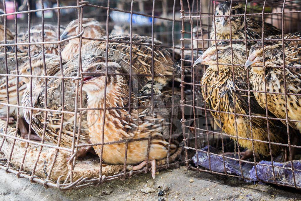 Small brown quail birds in a cage on sale at an exotic market