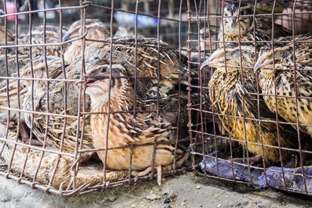 Small brown quail birds in a cage on sale at an exotic market