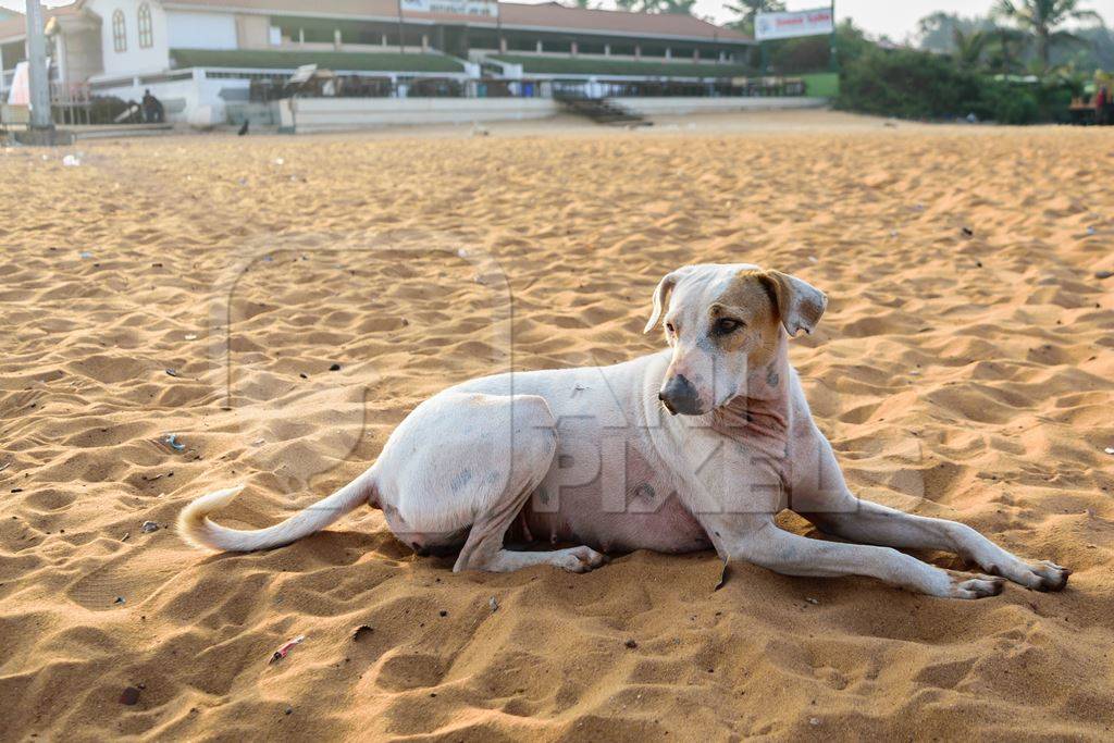 Stray street dogs on beach in Goa