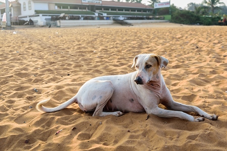 Stray street dogs on beach in Goa