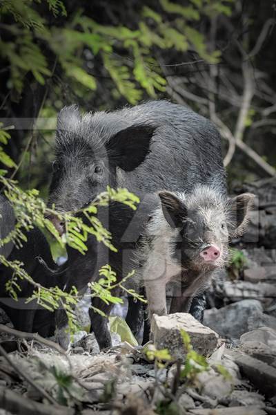 Indian feral mother pig and piglet on wasteland next to a garbage dump in a city in Maharashtra, India, 2022