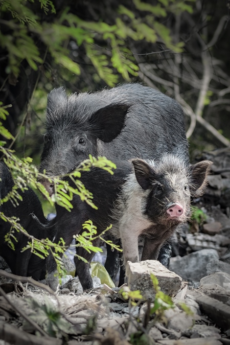 Indian feral mother pig and piglet on wasteland next to a garbage dump in a city in Maharashtra, India, 2022