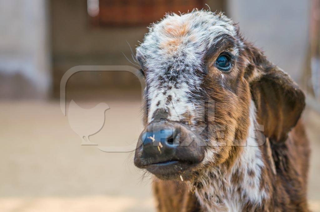 Small cute brown calf in street in city of Bikaner