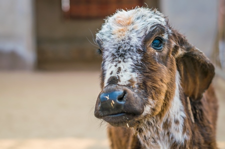 Small cute brown calf in street in city of Bikaner