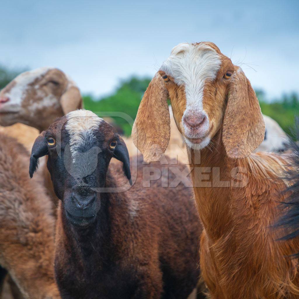 Faces of Indian goat and sheep in a herd in field in Maharashtra in India