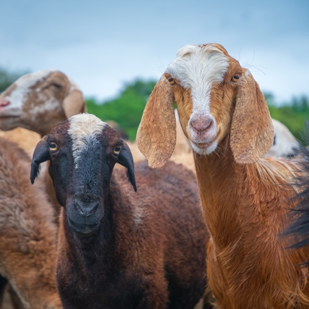 Faces of Indian goat and sheep in a herd in field in Maharashtra in India