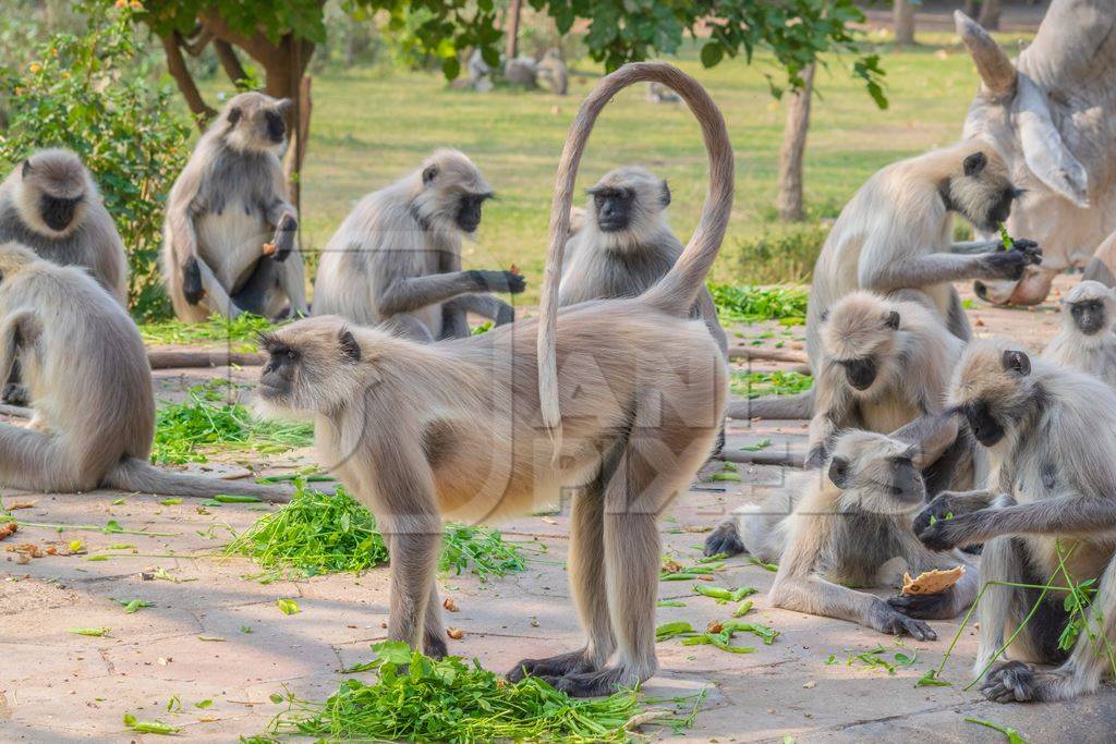 Group of many Indian gray or hanuman langurs, monkeys in Mandore Gardens in the city of Jodhpur in Rajasthan in India