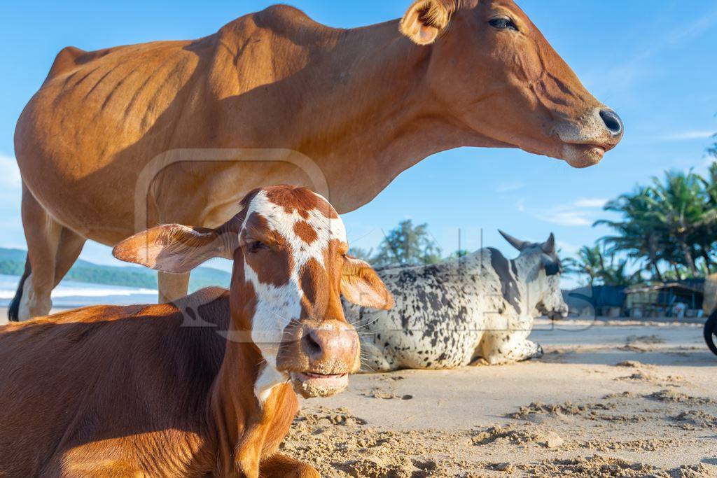 Many cows on the beach in Goa, India