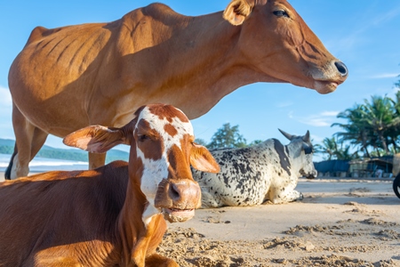 Many cows on the beach in Goa, India