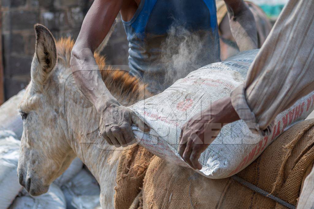 Close up of working Indian donkey being loaded with sacks used for animal labour to carry heavy sacks of cement in an urban city in Maharashtra in India