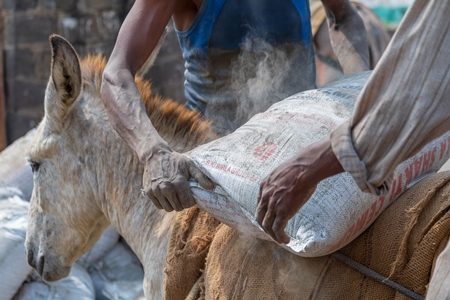 Close up of working Indian donkey being loaded with sacks used for animal labour to carry heavy sacks of cement in an urban city in Maharashtra in India