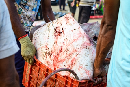 Man carrying a dead Indian stingray fish at Malvan fish market on beach in Malvan, Maharashtra, India, 2022