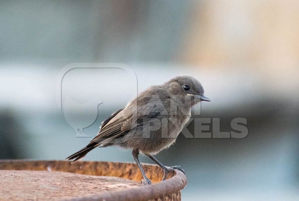 Small cute sparrow sitting on edge of bowl in city