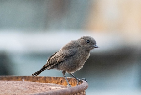 Small cute sparrow sitting on edge of bowl in city