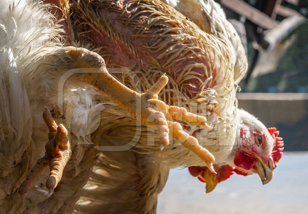 Bunch of broiler chickens being held upside down in Mumbai