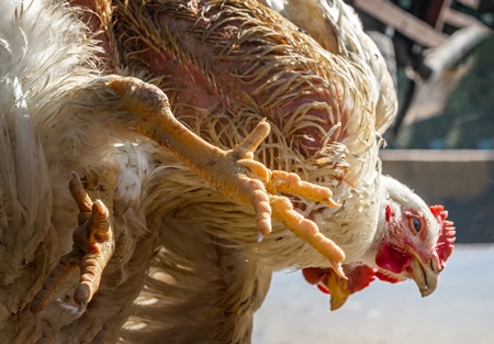 Bunch of broiler chickens being held upside down in Mumbai