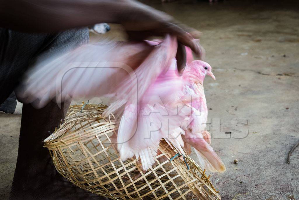 Pigeons for religious sacrifice at Kamakhya temple in Guwahati in Assam