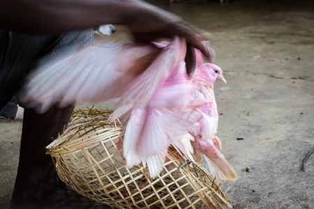 Pigeons for religious sacrifice at Kamakhya temple in Guwahati in Assam