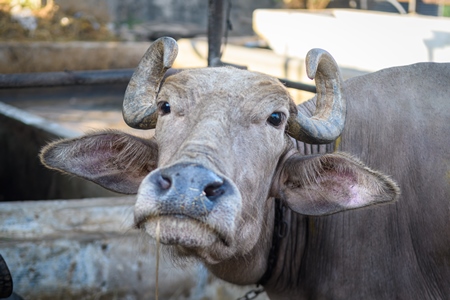 Pale Indian buffalo on an urban dairy farm or tabela, Aarey milk colony, Mumbai, India, 2023