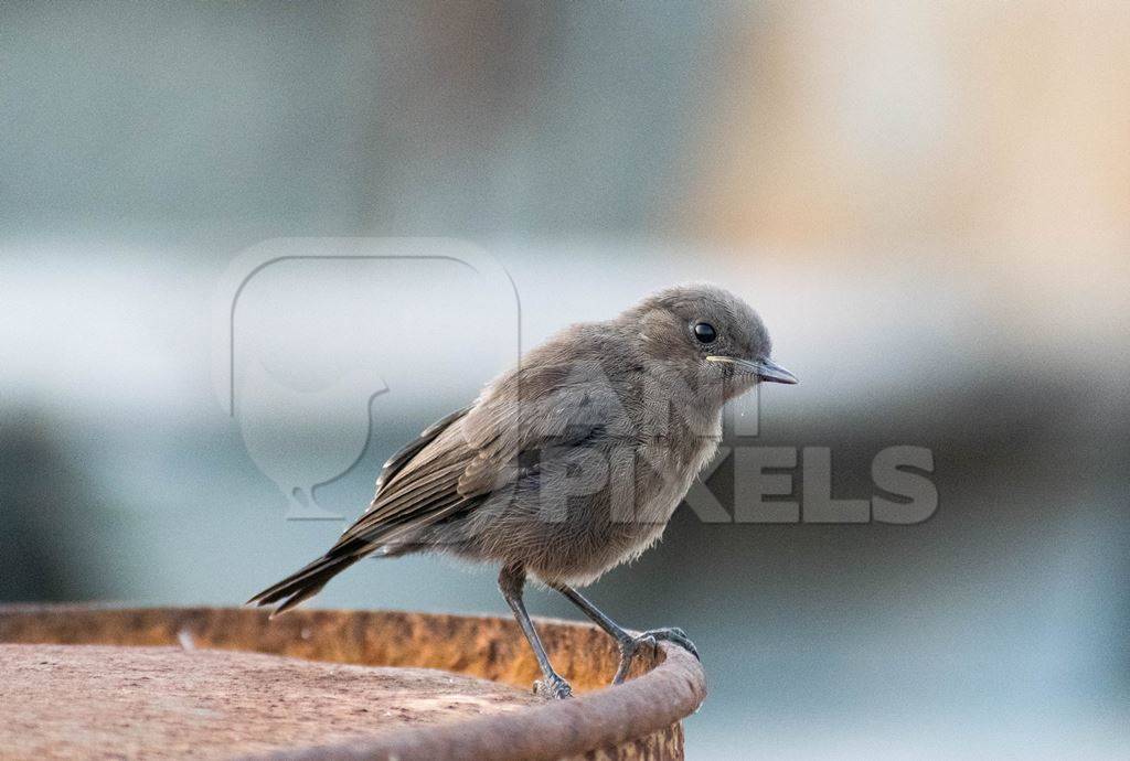 Photo of small grey Indian sparrow bird sitting on dish, India