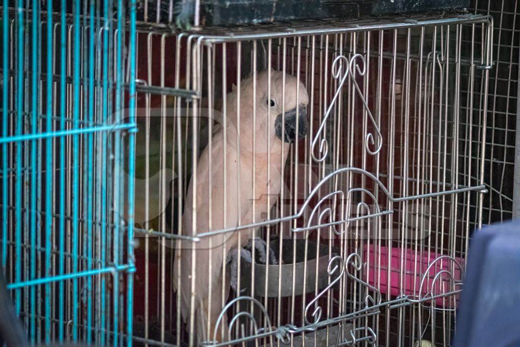 Cockatoo exotic bird on sale as pet in cage at Crawford pet market in Mumbai