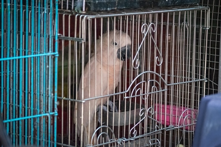 Cockatoo exotic bird on sale as pet in cage at Crawford pet market in Mumbai