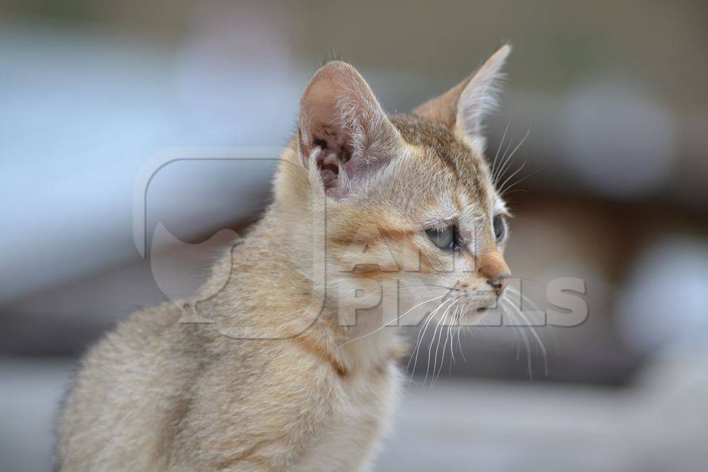 Side view of tabby and ginger kitten