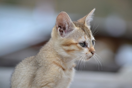 Side view of tabby and ginger kitten