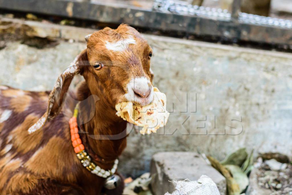 Brown goat in the street eating roti outside mutton shops in an urban city