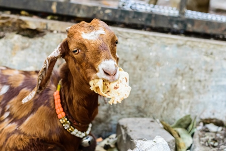 Brown goat in the street eating roti outside mutton shops in an urban city