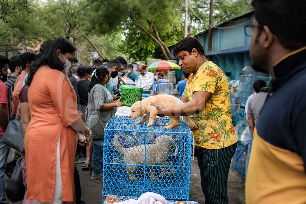 Pedigree or breed puppy dogs on sale in cages on the street by dog sellers at Galiff Street pet market, Kolkata, India, 2022