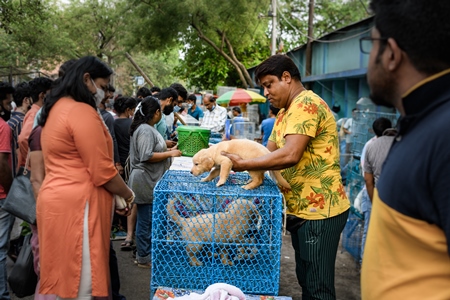 Pedigree or breed puppy dogs on sale in cages on the street by dog sellers at Galiff Street pet market, Kolkata, India, 2022