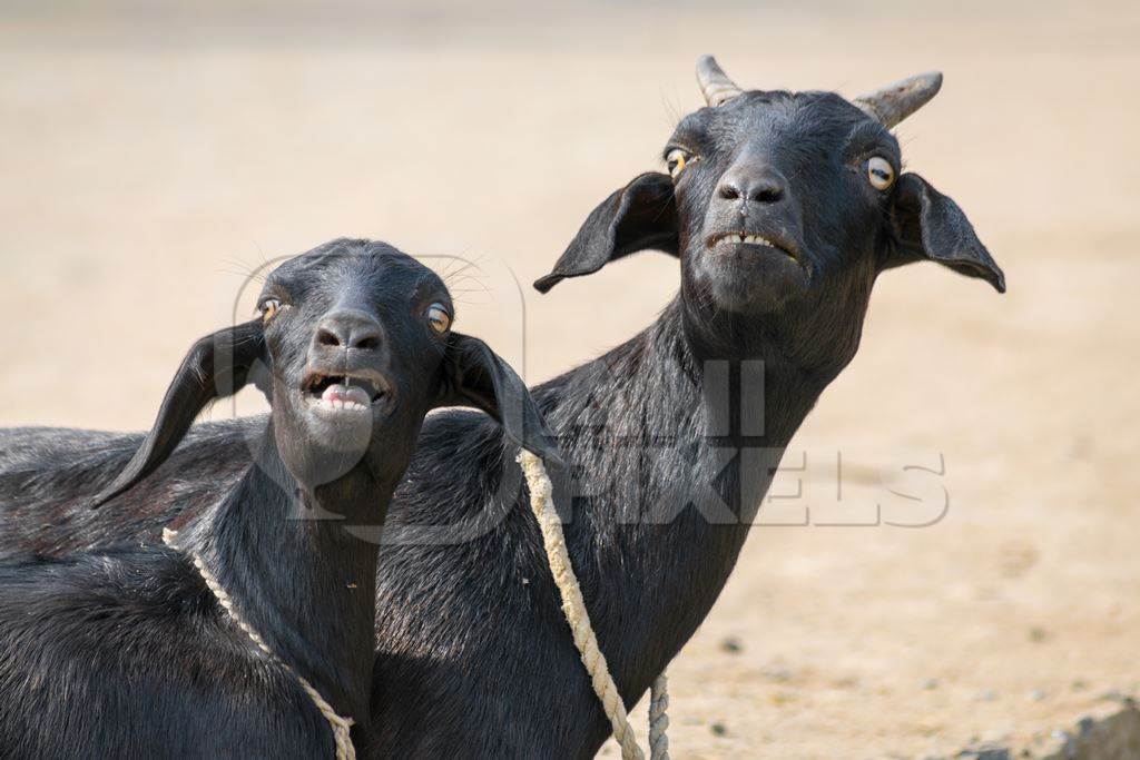 Black goats tied up and bleating on a farm in rural Bihar