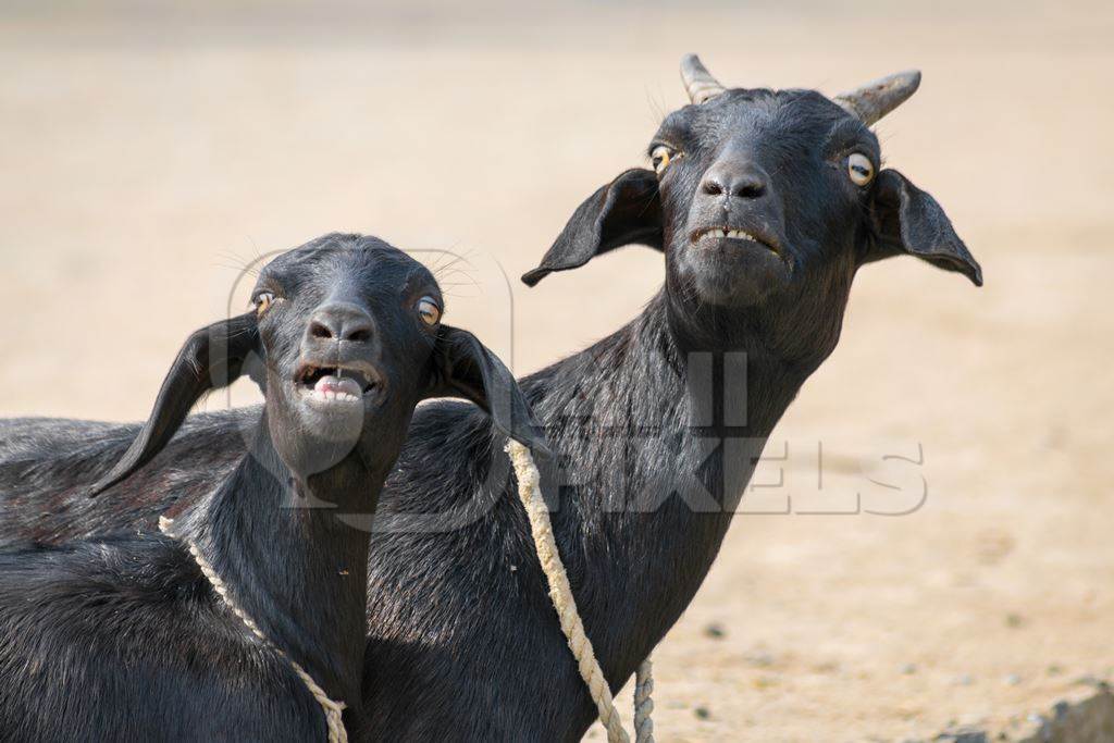 Black goats tied up and bleating on a farm in rural Bihar