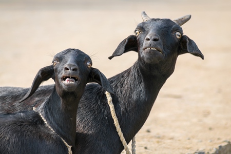 Black goats tied up and bleating on a farm in rural Bihar