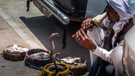 Snake charmer at work on the street playing the pungi