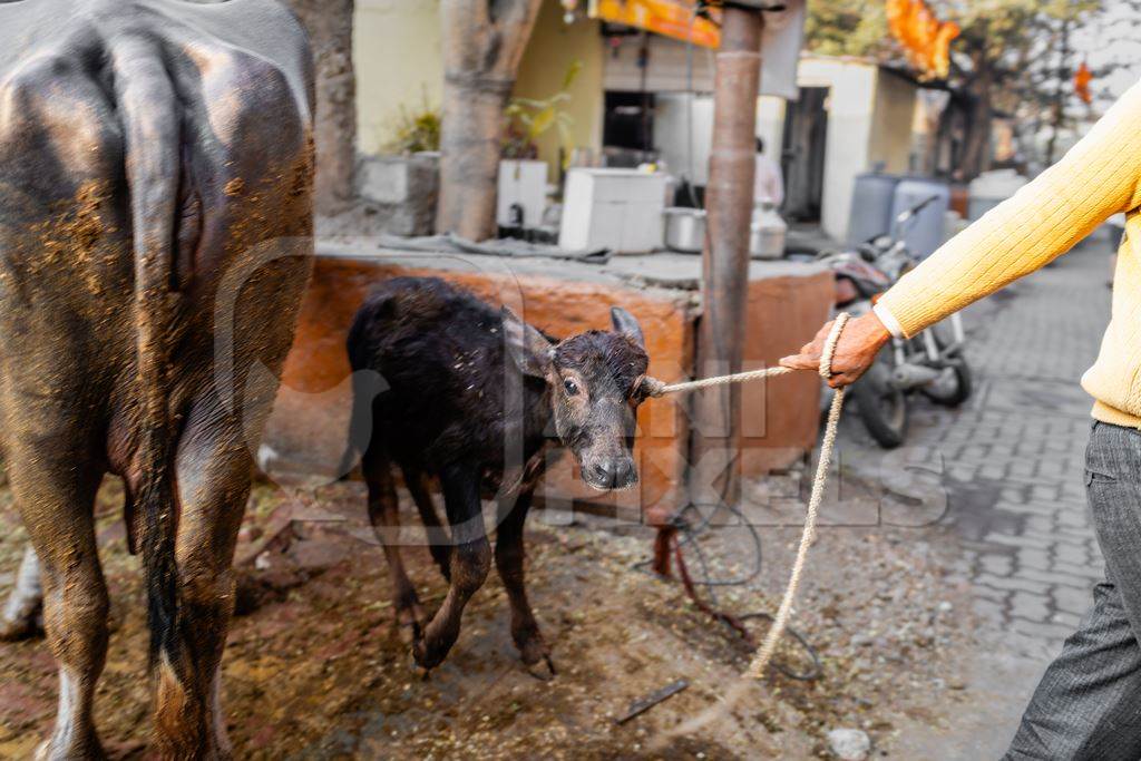 Indian dairy buffalo calf being dragged away from her mother on an urban tabela, Pune, Maharashtra, India, 2024