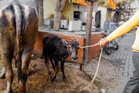 Indian dairy buffalo calf being dragged away from her mother on an urban tabela, Pune, Maharashtra, India, 2024