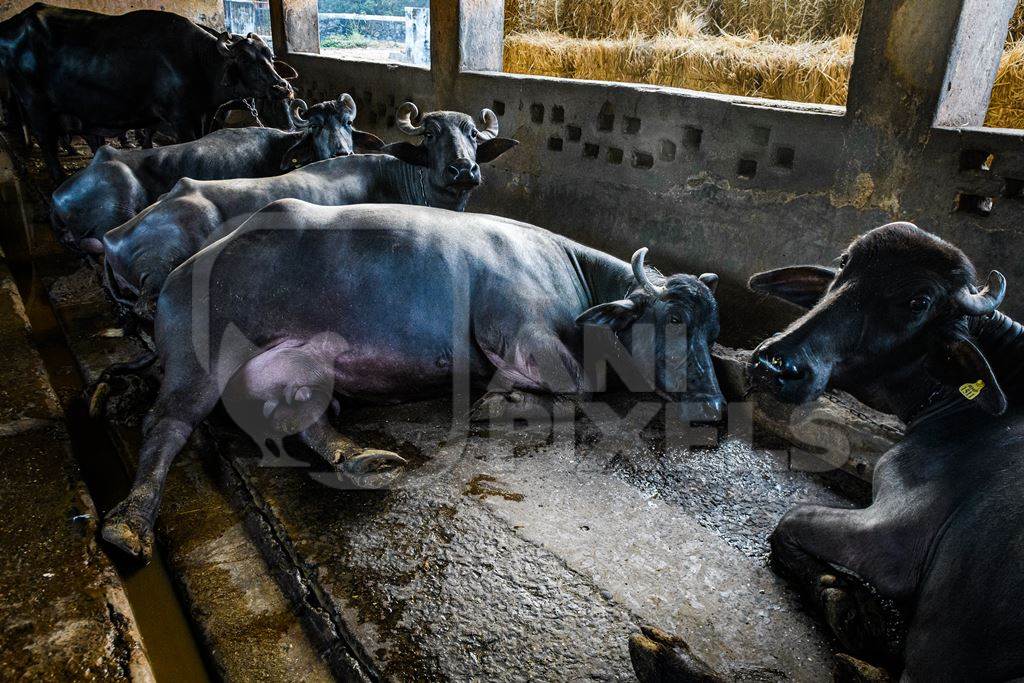 Indian buffaloes lying in dirty and unhygienic conditions while chained up on an urban dairy farm or tabela, Aarey milk colony, Mumbai, India, 2023