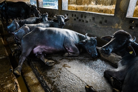 Indian buffaloes lying in dirty and unhygienic conditions while chained up on an urban dairy farm or tabela, Aarey milk colony, Mumbai, India, 2023