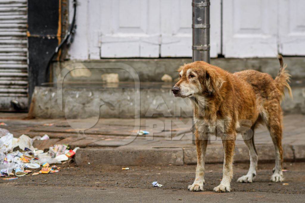 Old and sad Indian stray or street pariah dog on road in urban city of Pune, Maharashtra, India, 2021