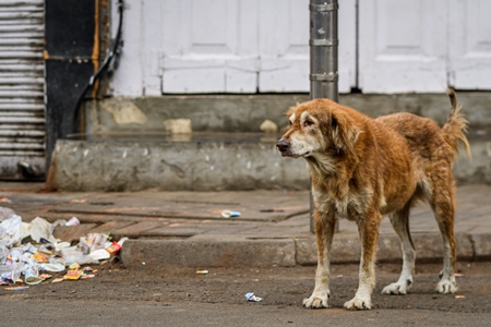 Old and sad Indian stray or street pariah dog on road in urban city of Pune, Maharashtra, India, 2021