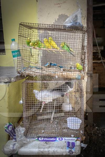 Pet birds including budgerigars and pigeons kept in captivity in small cages outside a house in Ajmer, Rajasthan, India, 2022