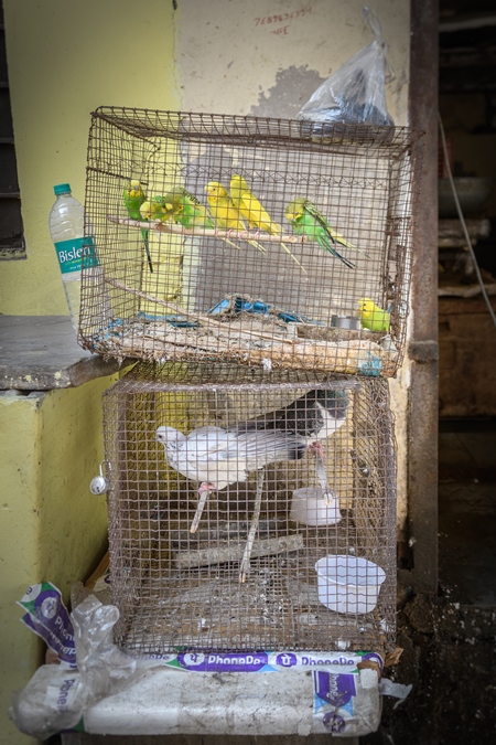 Pet birds including budgerigars and pigeons kept in captivity in small cages outside a house in Ajmer, Rajasthan, India, 2022